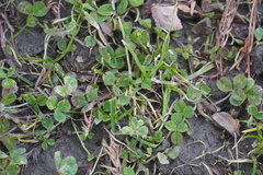 Trifolium repens