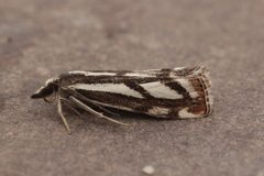 Catoptria luctiferella