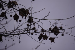 Platanus occidentalis