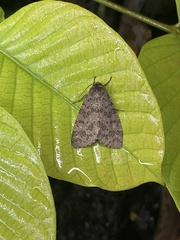 Olepa ricini