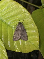 Olepa ricini