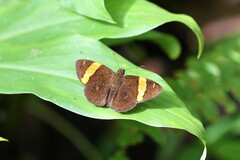 Celaenorrhinus cameroni