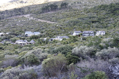 Tarchonanthus littoralis