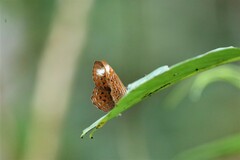 Taxila haquinus