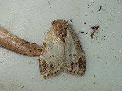Utriculofera endaurompinata
