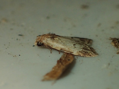 Utriculofera endaurompinata