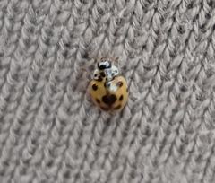 Adalia decempunctata