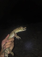 Crocodylus palustris