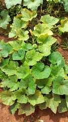 Cucurbita moschata