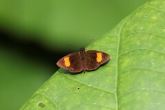 Koruthaialos rubecula