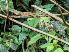 Anolis biporcatus