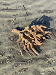 Axinella polycapella