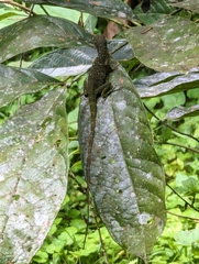Anolis biporcatus