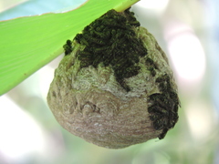 Polybia platycephala