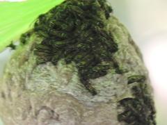 Polybia platycephala