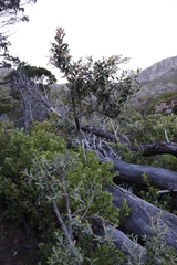 Tarchonanthus littoralis