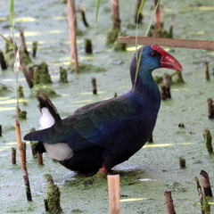 Porphyrio madagascariensis