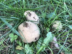 Porphyrellus sordidus