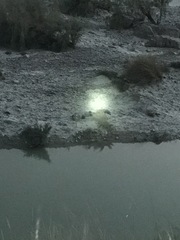 Crocodylus palustris