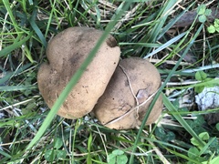 Porphyrellus sordidus