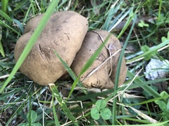 Porphyrellus sordidus