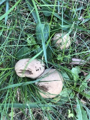 Porphyrellus sordidus