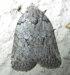 Pardasena virgulana