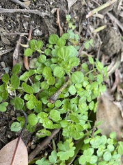 Pilea peploides major