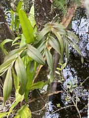 Epidendrum amphistomum