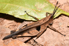 Xiphiola cyanoptera