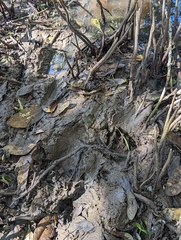 Crocodylia