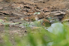 Gallinago gallinago