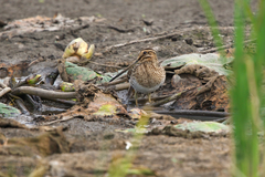 Gallinago gallinago