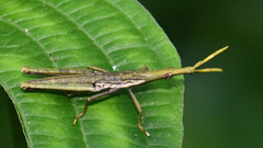 Omura congrua