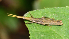 Omura congrua
