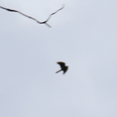 Accipiter nisus