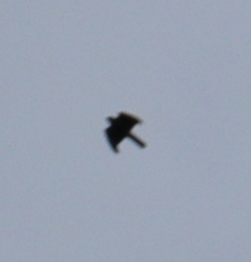Accipiter nisus