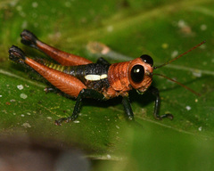 Ommatolampidinae