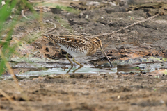 Gallinago gallinago
