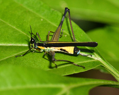 Paramastax nigra
