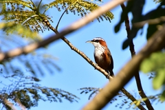 Pomatorhinus musicus