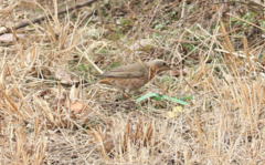 Turdus naumanni