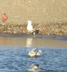 Chroicocephalus ridibundus