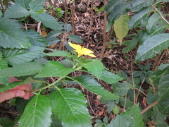 Turnera ulmifolia