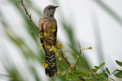 Cacomantis merulinus querulus