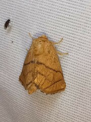 Apoda y-inversa