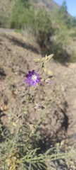 Malesherbia linearifolia