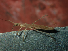 Pygolampis foeda