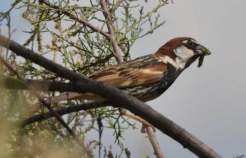 Spanish Sparrow