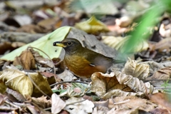 Turdus chrysolaus
